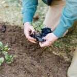 Öffentlicher Anbau von Cannabis in Deutschland erlaubt